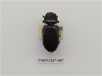 藏品(大黑豔蟲)的圖片